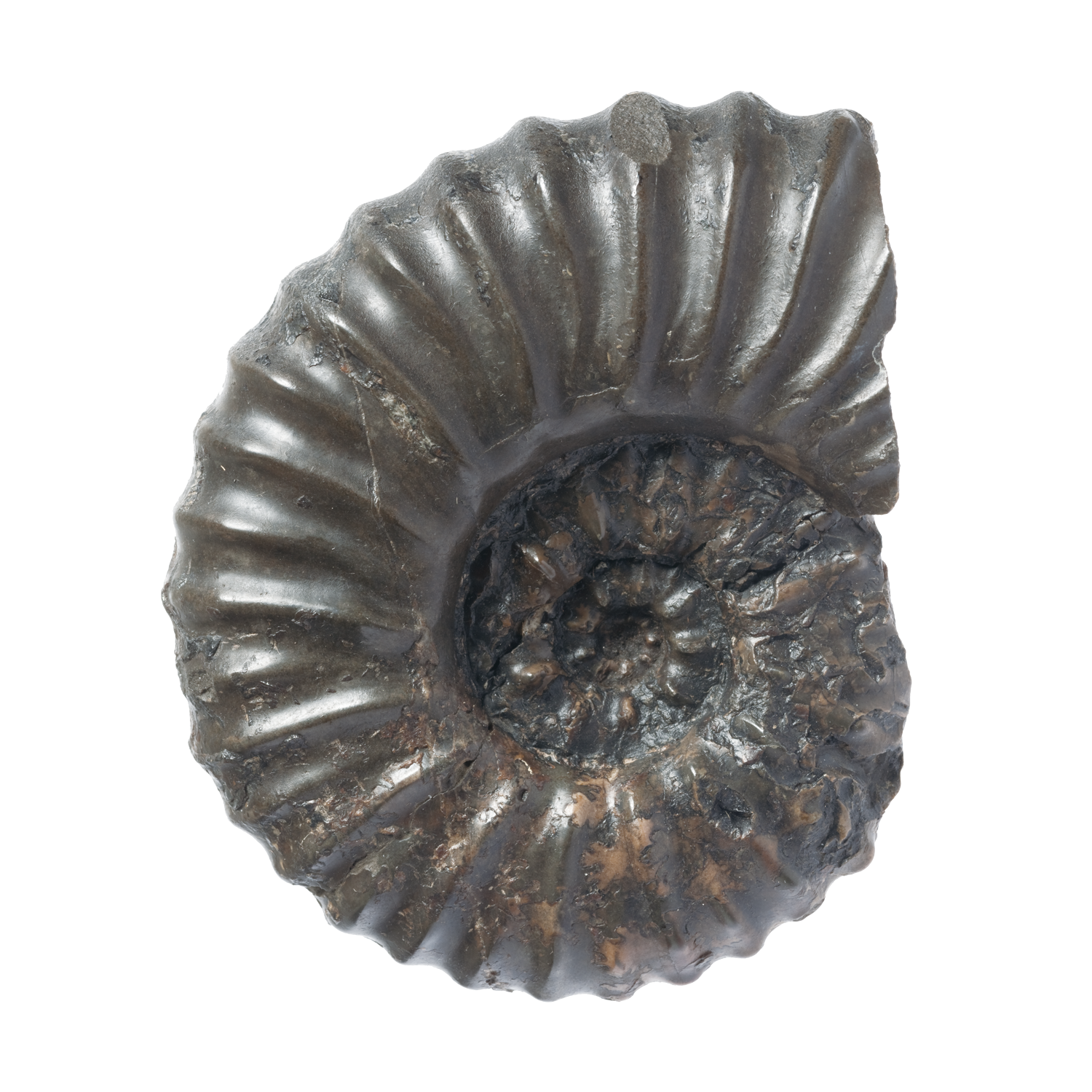 形状おまかせ イギリス産 アンモナイト １個 ジュラ紀 化石