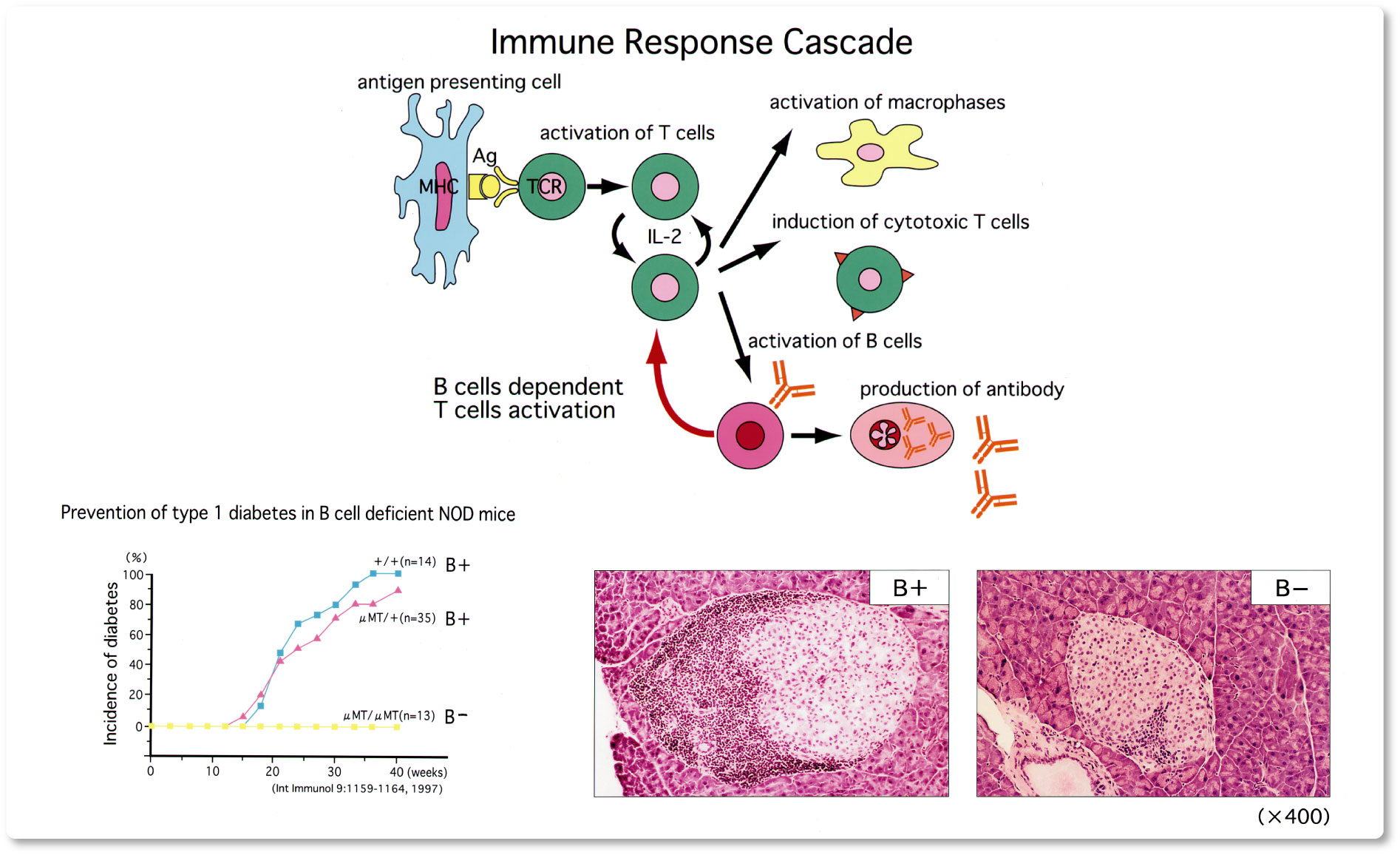 immune repertoire and disease
